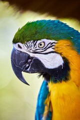 Closeup shot of a vibrant macaw in profile portrait.