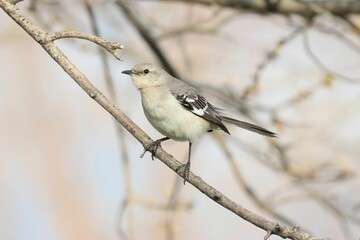 Solitary bird perched on a branch of a tree