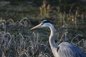 Graceful blue heron in its natural habitat, amidst a tranquil body of water and lush green foliage