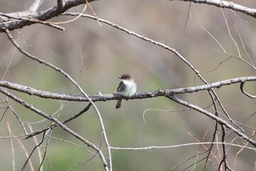 Obraz premium Small bird perched on a tree branch in an outdoor setting
