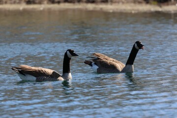 Fototapeta premium White geese swimming in a tranquil body of water
