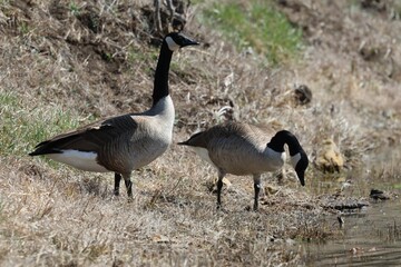 two geese standing beside a small lake on the side of a hill