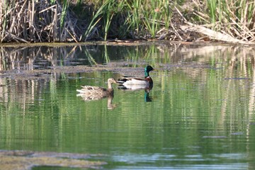 three ducks are swimming in some water and vegetations,