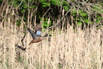 two birds flying in the air above some grass and trees