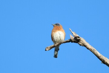 a blue bird sits on top of a branch and looks at something