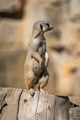 Fototapeta premium Adorable small meerkat standing atop a tree stump.