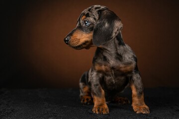 Adorable dachshund isolated on a dark brown background