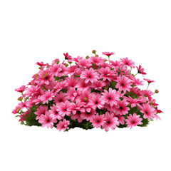 Pink flowers in a flower bed isolated on a white backround, suitable for garden design or landscaping.