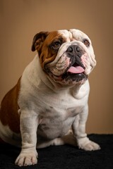 Adorable American Bulldog against a beige background