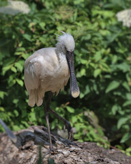  Eurasian spoonbill perched on a log.