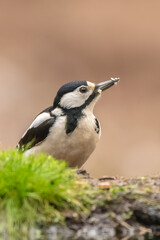 Obraz premium Pic-epeiche ( IA bruit )