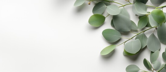 The picture features fresh eucalyptus branches placed on a light grey background. The composition