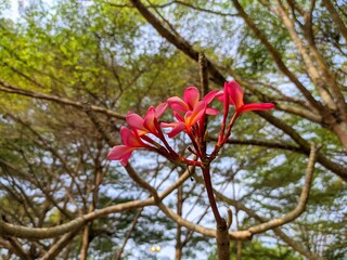 Blooming Beauty in Nature. Nature's beauty: a red flower in focus among green foliage. 