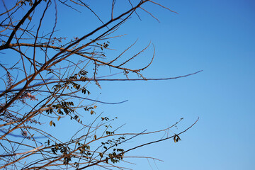 Dry Branch on blue sky with sunlight.