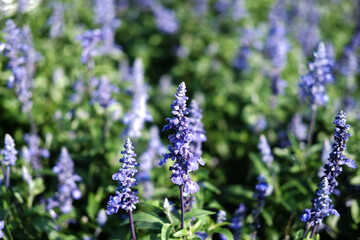 Obraz premium Blooming violet lavender flowers field in the meadow with natural sunlight.