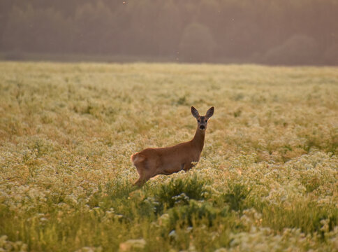 
A worried doe observes a man in a meadow