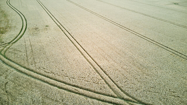 Aerial view of a ripe wheat field with vehicle tracks