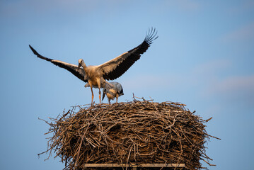 A white stork with chicks sits in the nest. A stork defends the nest. A stork with outstretched wings flies past the nest. Ciconia in village, countryside...