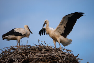 Fototapeta premium A white stork with chicks sits in the nest. A stork defends the nest. A stork with outstretched wings flies past the nest. Ciconia in village, countryside...