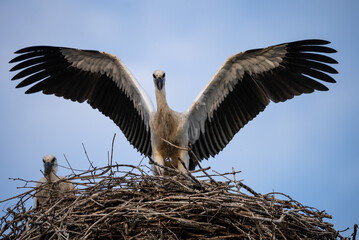 A white stork with chicks sits in the nest. A stork defends the nest. A stork with outstretched wings flies past the nest. Ciconia in village, countryside...