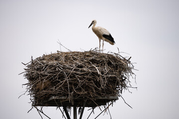 A white stork with chicks sits in the nest. A stork defends the nest. A stork with outstretched wings flies past the nest. Ciconia in village, countryside...