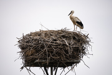 A white stork with chicks sits in the nest. A stork defends the nest. A stork with outstretched wings flies past the nest. Ciconia in village, countryside...