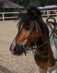 Obraz premium Portrait of a pony