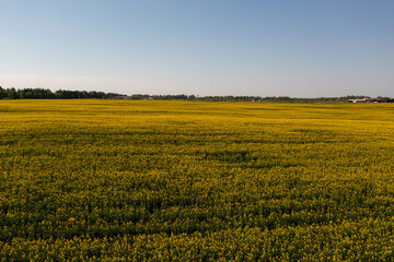 Drone photography of agriculture field of canola