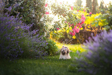 Lhasa Apso puppy in lavender and roses garden