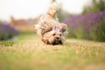 Lhasa Apso puppy in lavender garden