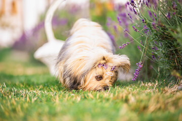 Lhasa Apso puppy in lavender garden