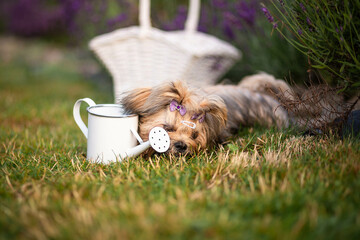 Lhasa Apso puppy in lavender garden