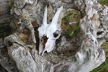 A deer skull in closeup