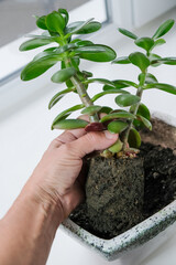 A woman grows a money tree into a plant pot.