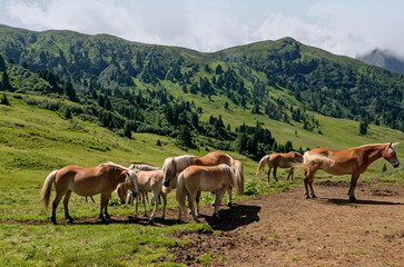 bucolic and relaxing image of livestock grazing in the nature of the Dolomites