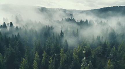 Foggy Forest Top View 