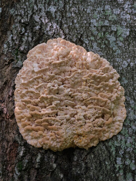 Climacodon septentrionalis, commonly known as the northern tooth fungus or the white rot fungus on a tree in the forest