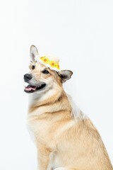 Chinook dog wearing a white bridal veil and flower headpiece on a white background
