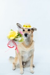 Chinook dog wearing a white bridal veil and flower headpiece on a white background