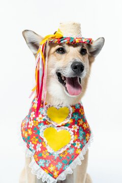 Chinook Dog Wearing A Bandana And Hat Adorned With Bright Floral Patterns On A White Background