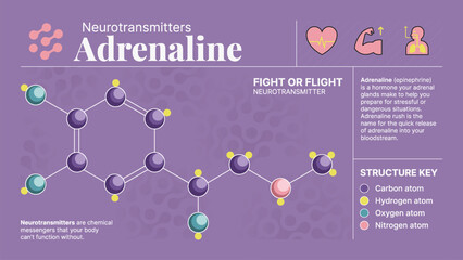 Adrenaline Neurotransmitter Hormone Chemical  Structure -A Visual Vector Infographic Design © BonkersArt