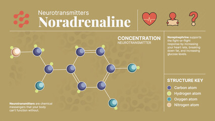 Noradrenaline Neurotransmitter Hormone Chemical  Structure -A Visual Vector Infographic Design © BonkersArt