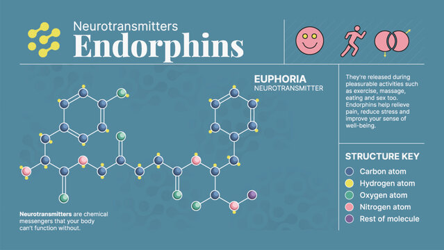 Endorphins Neurotransmitter Hormone Chemical  Structure -A Visual Vector Infographic Design