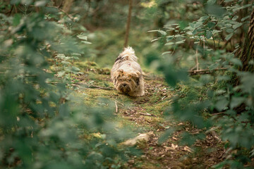 Lhasa Apso puppy in nature