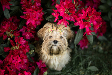 Lhasa apso puppy in rhododendrons