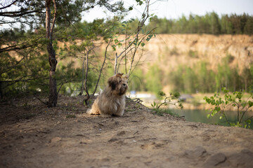 Lhasa Apso puppy in nature