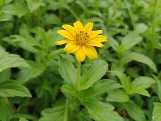 Small sunflower-like plants with green leaves in the daytime garden