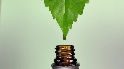 Fresh water and serum dripping from leaf into the essential oil bottle, organic herbal essence, CBD oil, Natural skin care and beauty products.