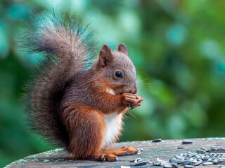 Red squirrel eating sunflower seeds on a stump © vadim