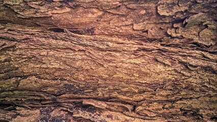 Tree bark texture, wood background. Old Trunk pattern. Rough wooden skin closeup. Dry log material...